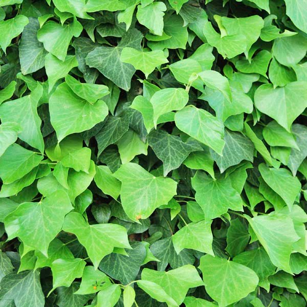 Algerian Ivy