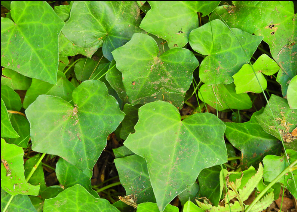 Azores Ivy