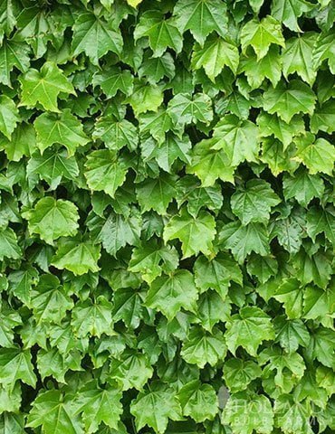 Boston Ivy