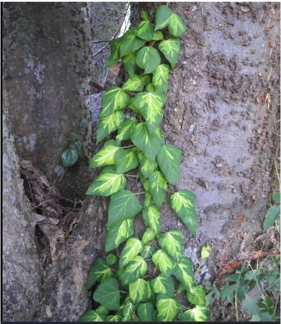 Bullock’s Heart Ivy