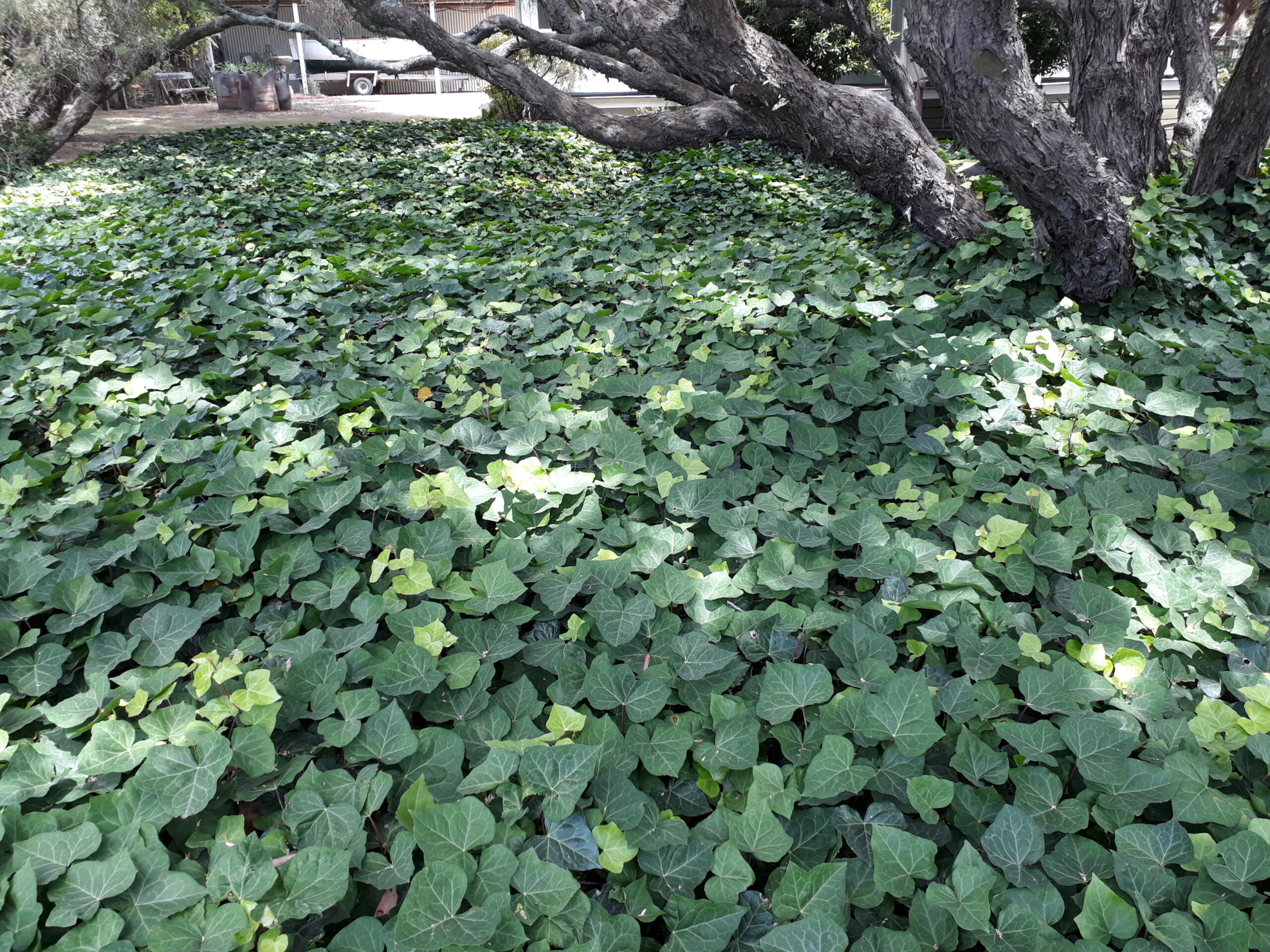 Canary Island Ivy