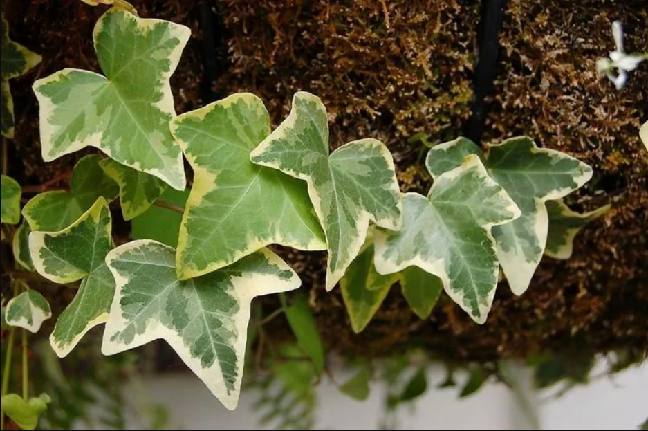 Iberian Ivy Pant