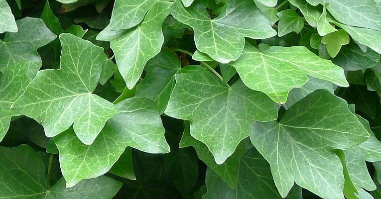 Irish Ivy