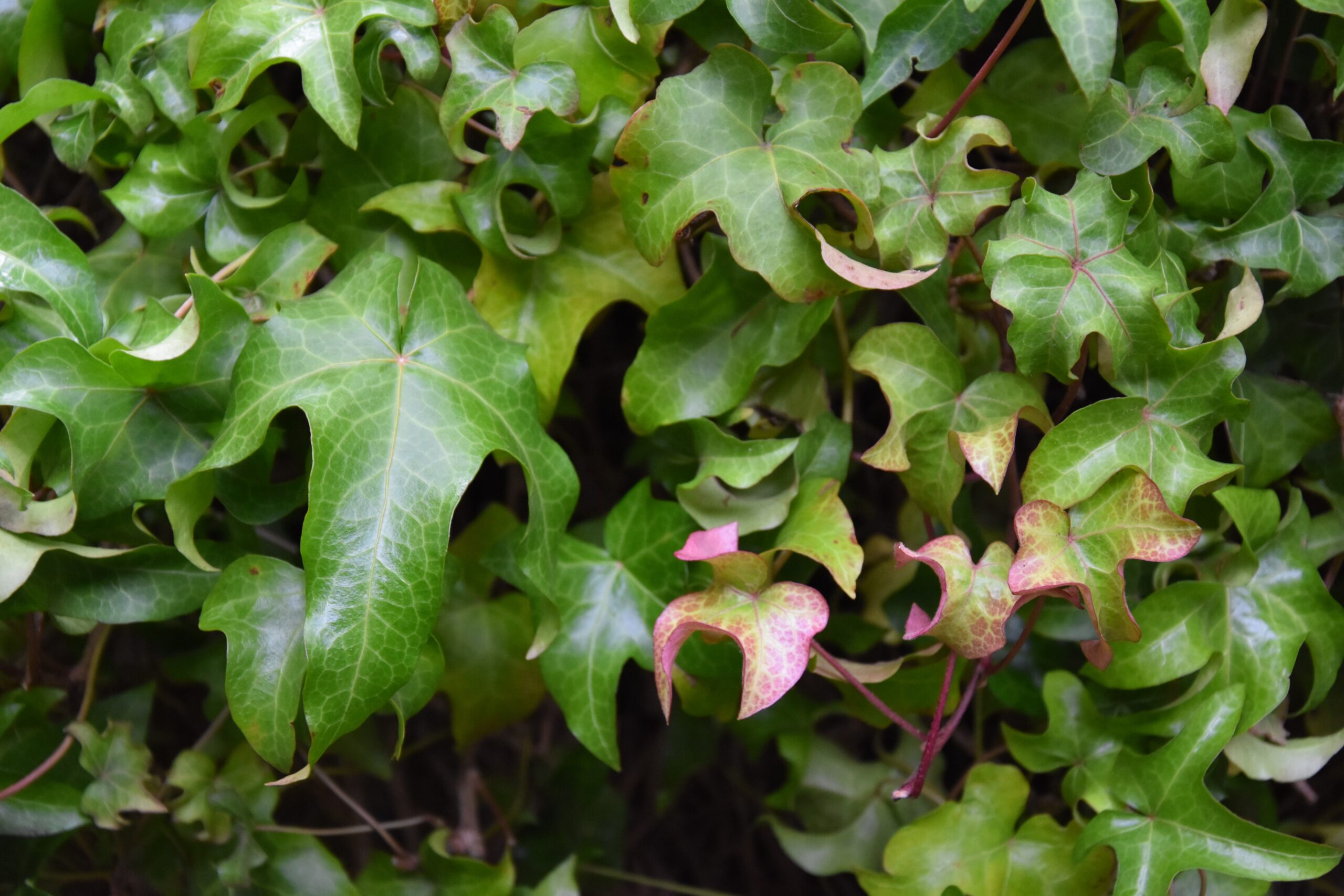 Manda’s Crested Ivy