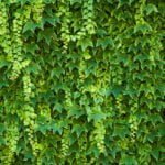 Types of Ivy Plants (with Picture Guide)
