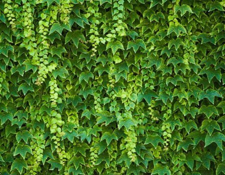 Types of Ivy Plants (with Picture Guide)