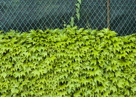 Grow Creepers on Chicken Wire