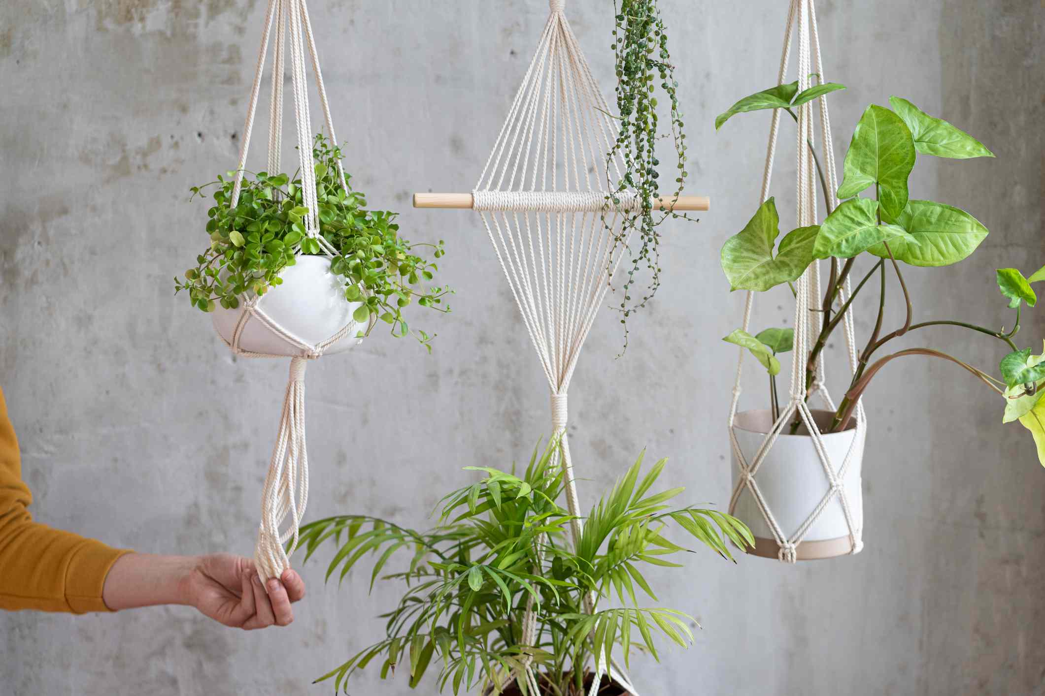 Hanging Plants Privacy Screen