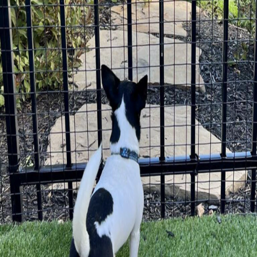 Fences for Small Dogs