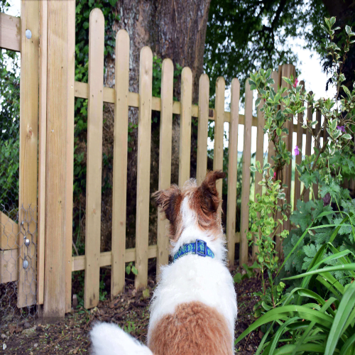Lattice Dog Fence