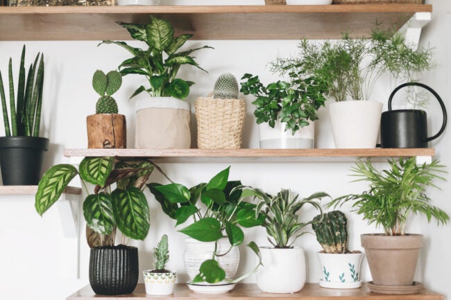Lush Plant Shelves for Office Wall Decor