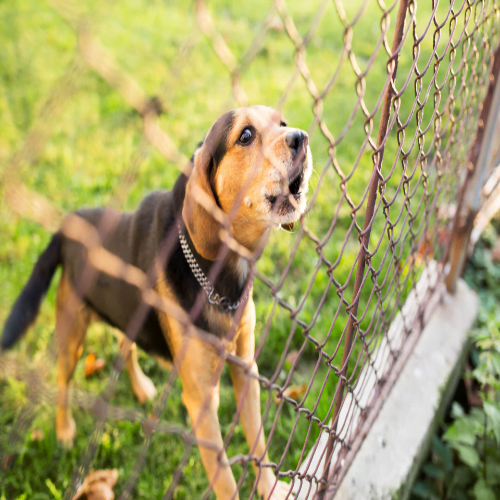 Traditional Dog Fence