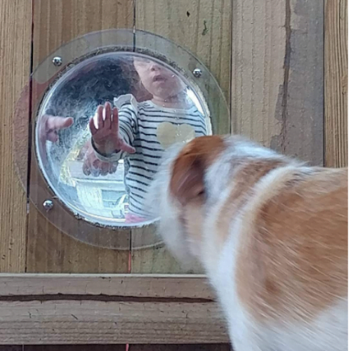 Wooden Dog Fence with a Peek-a-Boo